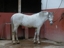 Caballo Español entero con carta