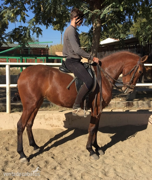 Hispano-Arabe