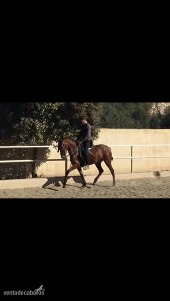 Hispano-Arabe {TYPE}