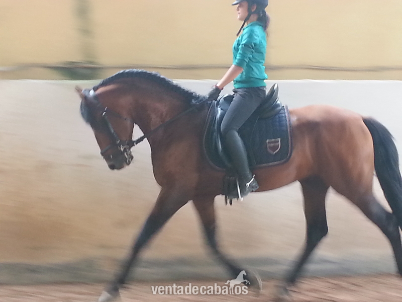se vende  caballo de pura raza español in 