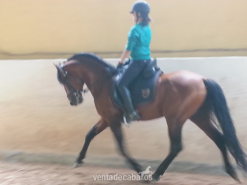 Caballos Pura Raza Española (P.R.E.) Frisón - se vende  caballo de pura raza español