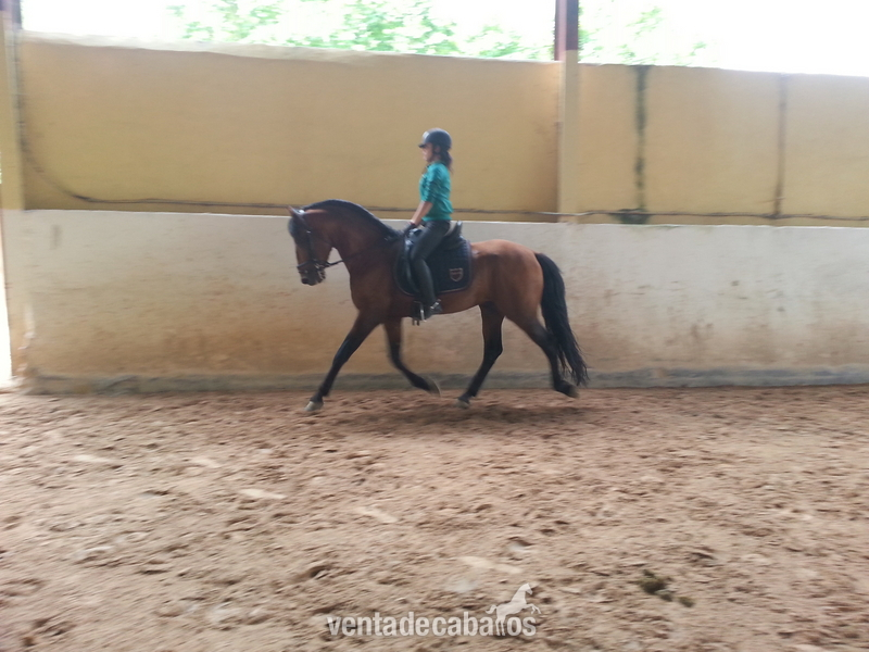 se vende  caballo de pura raza español - Caballos Pura Raza Española (P.R.E.) Frisón