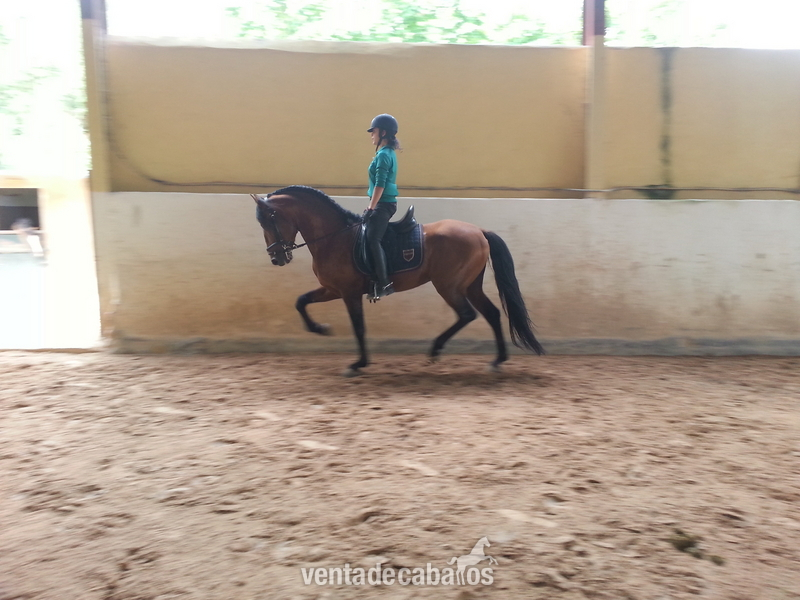 se vende  caballo de pura raza español - Frisón