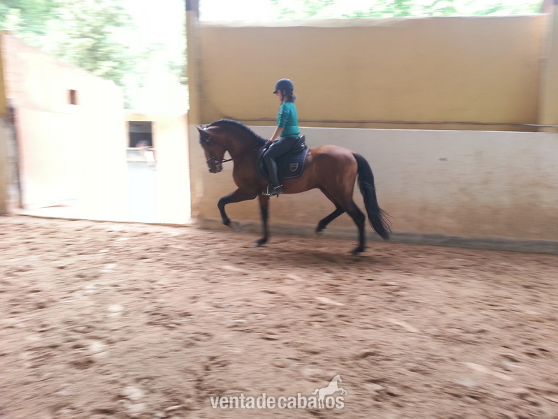 se vende  caballo de pura raza español - Caballos Pura Raza Española (P.R.E.)