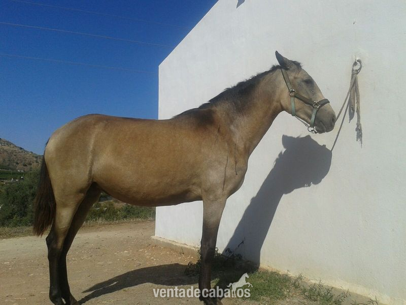 Cruzado {TYPE}