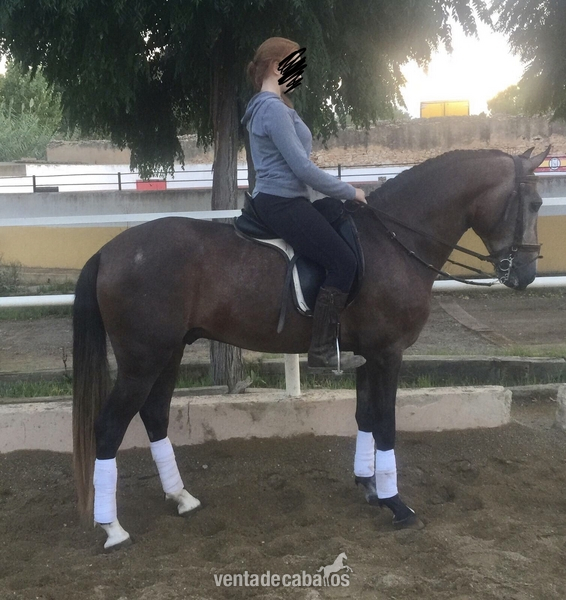 Venta de caballo in 