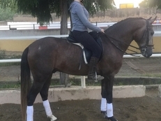 Venta de caballo