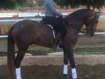Venta de caballo