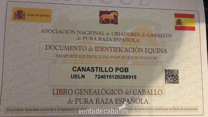 Potro PRE Negro - Potros Pura Raza Española