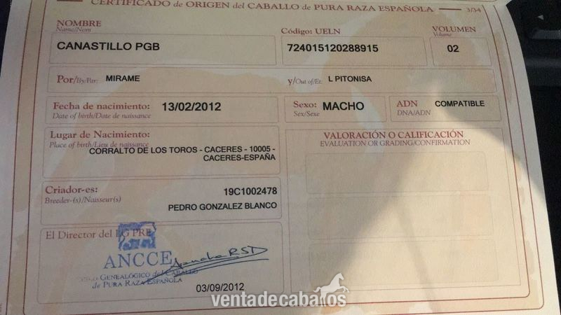 Potro PRE Negro - Pura Raza Española
