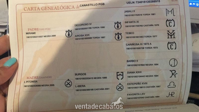 Potro PRE Negro - Potros