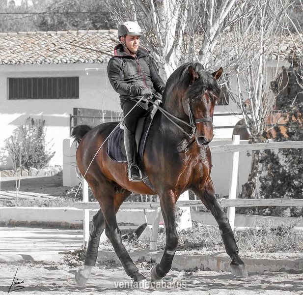 p.r.e, doma ,concurso, barroco  - Caballos Pura Raza Española (P.R.E.) Pura Raza Española