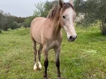 Potro hispano árabe 