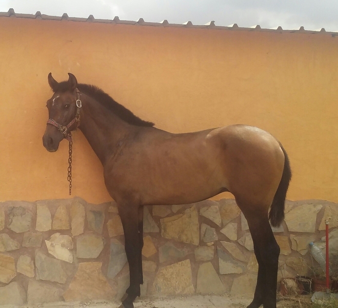 Andaluz