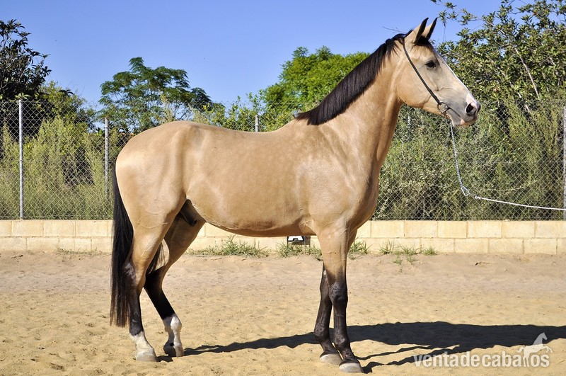Caballo de Deporte Español (CDE)