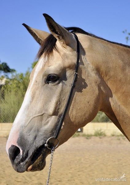 Caballo de Deporte Español (CDE) {TYPE}