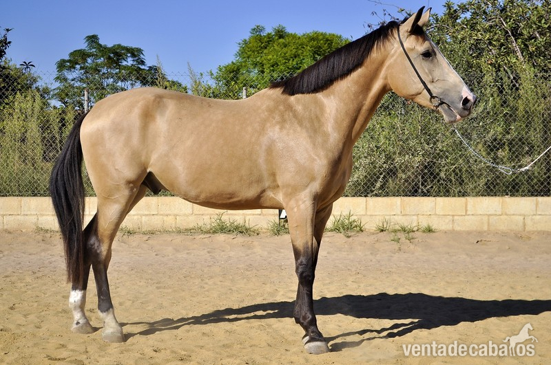 Potros Caballo de Deporte Español (CDE) - excelente CDE en venta