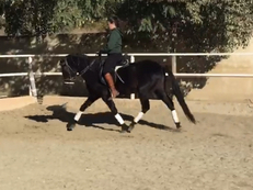 Venta de caballo