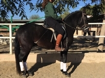 Venta de caballo