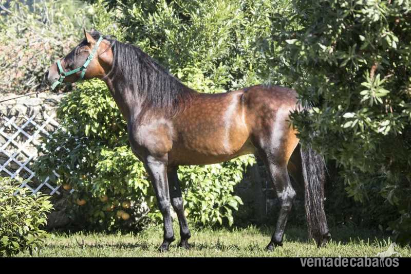 Caballos Pura Raza Española (P.R.E.) Pura Raza Española -  Venta de Potro PRE 