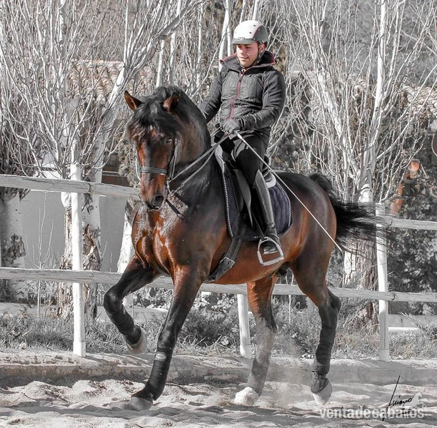 p.r.e, doma ,concurso, barroco  - Caballos Pura Raza Española (P.R.E.)