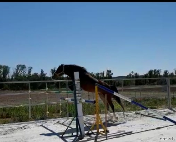Yeguas KWPN - Yegua kwpn salto  4 años