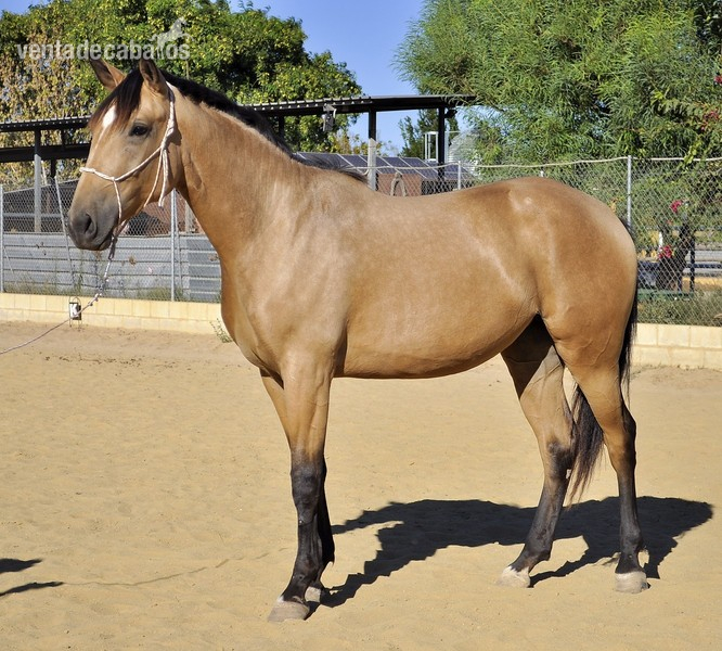 Caballo de Deporte Español (CDE)