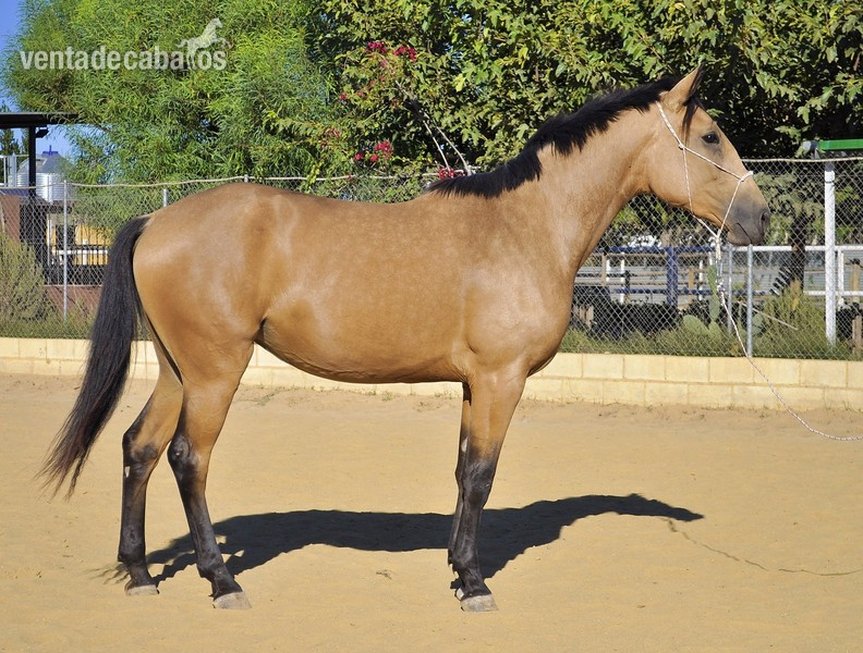 Caballo de Deporte Español (CDE) {TYPE}