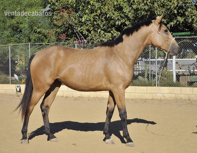 Potras Caballo de Deporte Español (CDE) - potra CDE en venta