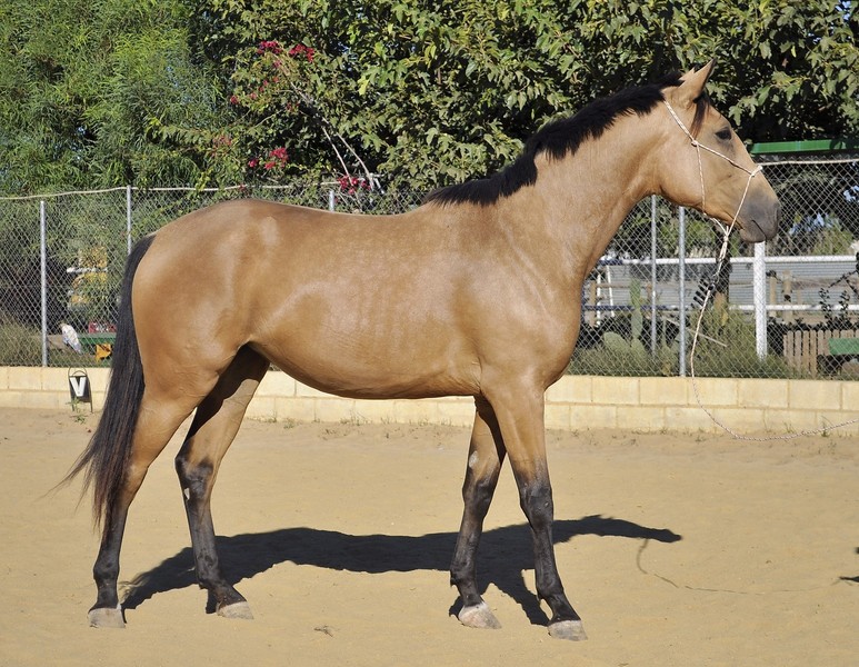 Potras Caballo de Deporte Español (CDE) - potra CDE en venta