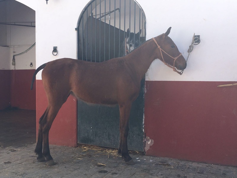 Hispano-Arabe