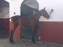 Se vende potra hispanoárabe