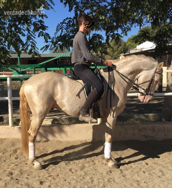 Venta de caballo in 