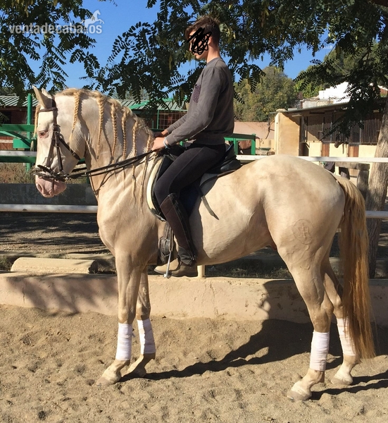 Lusitano