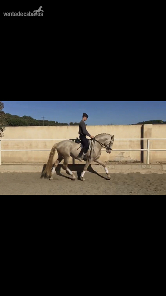 Lusitano {TYPE}