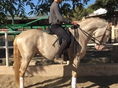 Venta de caballo