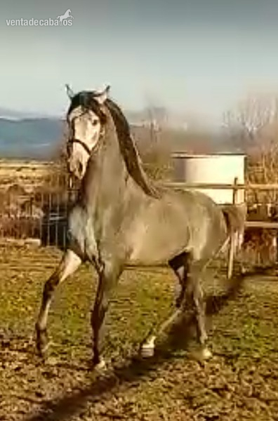 Potro pura raza española  in 