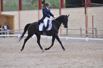 Caballo Centro Europeo 