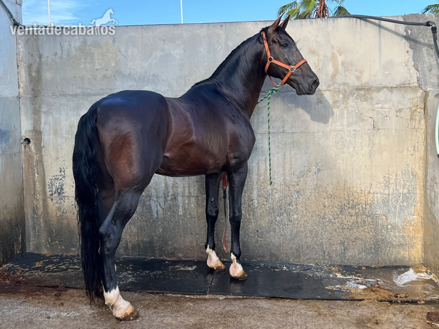 Caballo pura raza española  in 