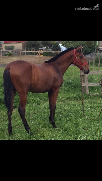 Se vende potra concurso in 