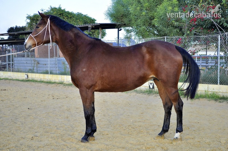 vendo yegua Rheilander - Yeguas rheilander