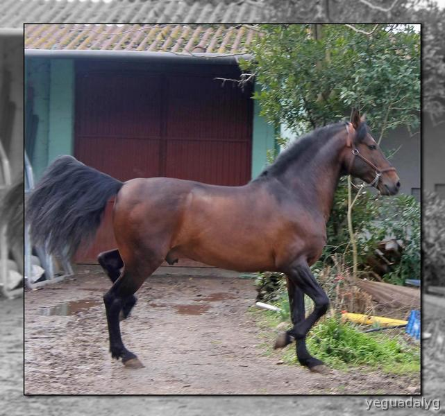 Caballos Pura Raza Española (P.R.E.) Pura Raza Española - SEMENTAL PRE PARA CUBRICIONES