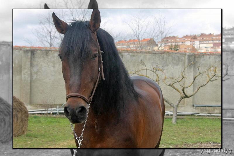 SEMENTAL PRE PARA CUBRICIONES - Caballos Pura Raza Española (P.R.E.) Pura Raza Española