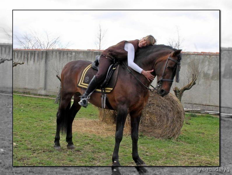 SEMENTAL PRE PARA CUBRICIONES - Caballos Pura Raza Española (P.R.E.)