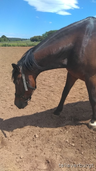 Vendo o cambio caballo PRE in 
