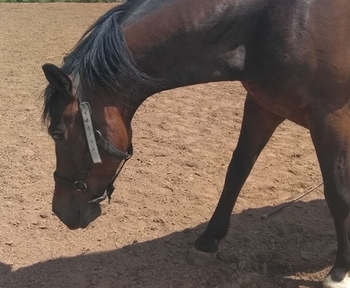 Vendo o cambio caballo PRE