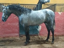 Potro PRE calidad