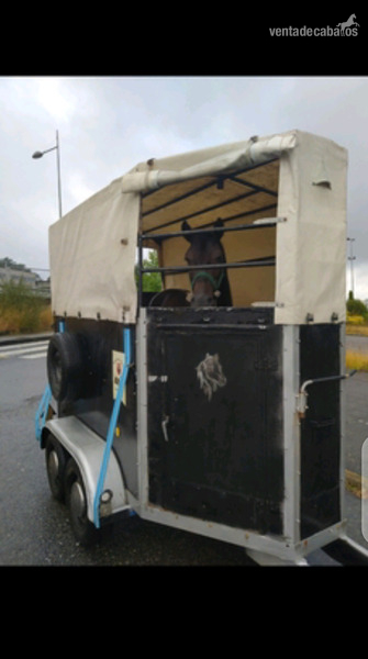 Remolque van caballos