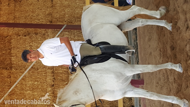 venta de caballo para aprender in 