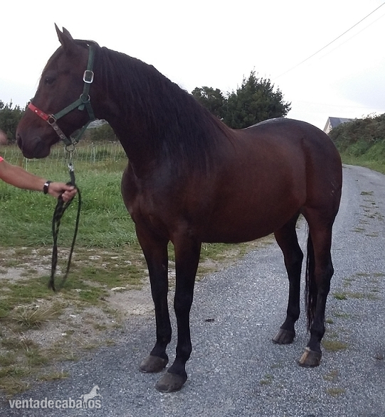 Caballo P.R.E. castrado in 